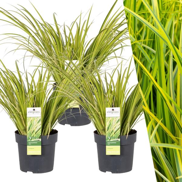 3 x Acorus gramineus ‚Ogon‘ – Ø 14 cm – ↨ 30 cm