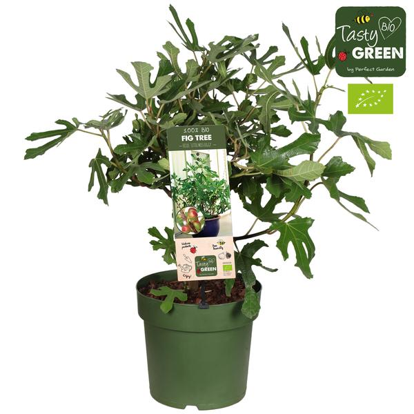 Ficus Carica ‚Little Miss Figgy‘ Bio – Vijg – Ø23cm – ↕50cm