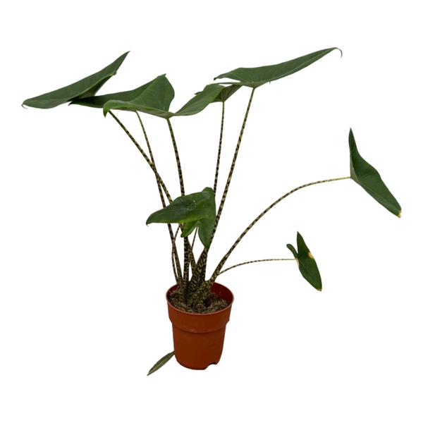 Alocasia Zebrina – 80 cm – Ø21cm