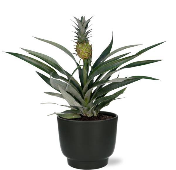 Bromelia Ananas – Ø12cm – ↕30cm + Potenza Pot D13x11cm – Schwarz