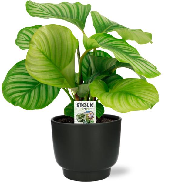 Calathea Orbifolia – Ø14cm – ↕50cm + Potenza Pot D15x13cm – Schwarz
