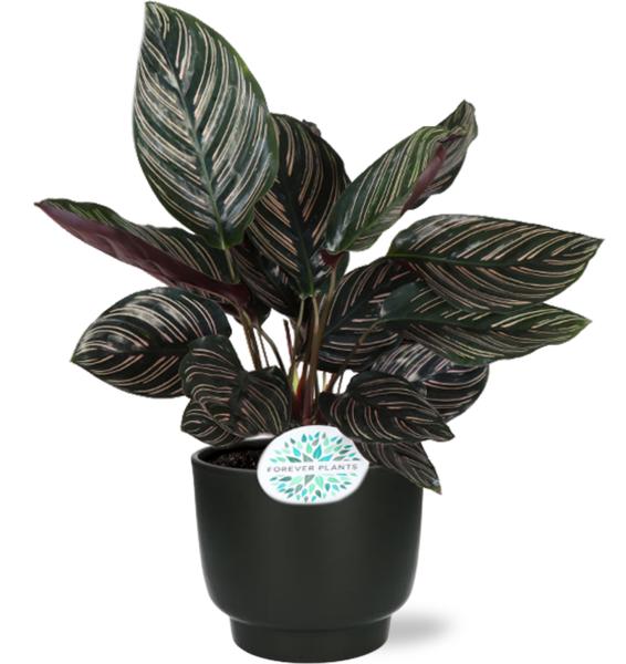Calathea Ornata – Ø14cm – ↕50cm + Potenza Pot D15x13cm – Schwarz