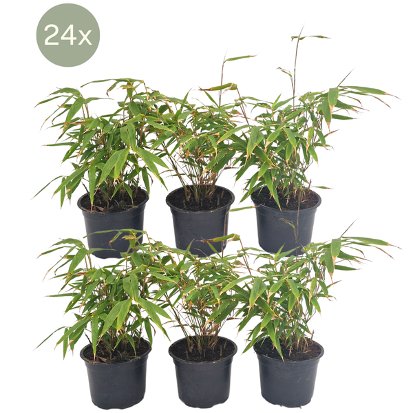 24 x Fargesia Rufa – Ø13 cm – ↕25 cm