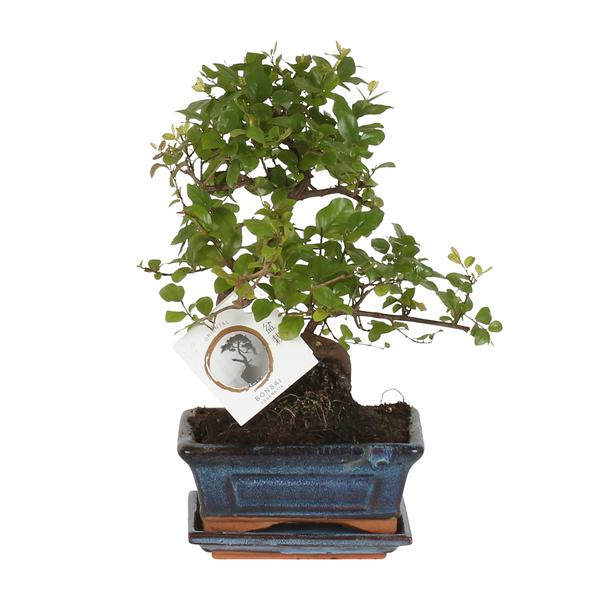 Bonsai ‚Sageretia‘ S-vorm Ø15cm – ↕15cm