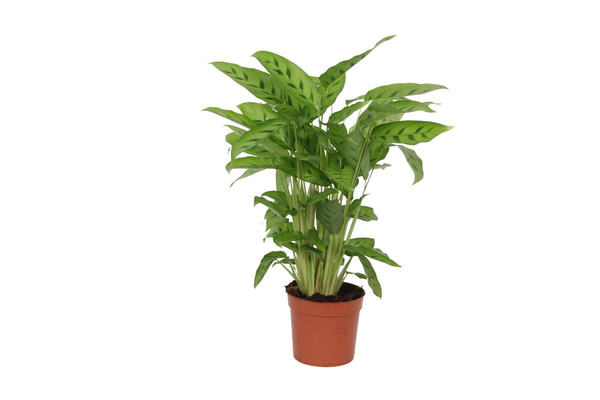 Calathea Leopardina – 35 cm – Ø12cm