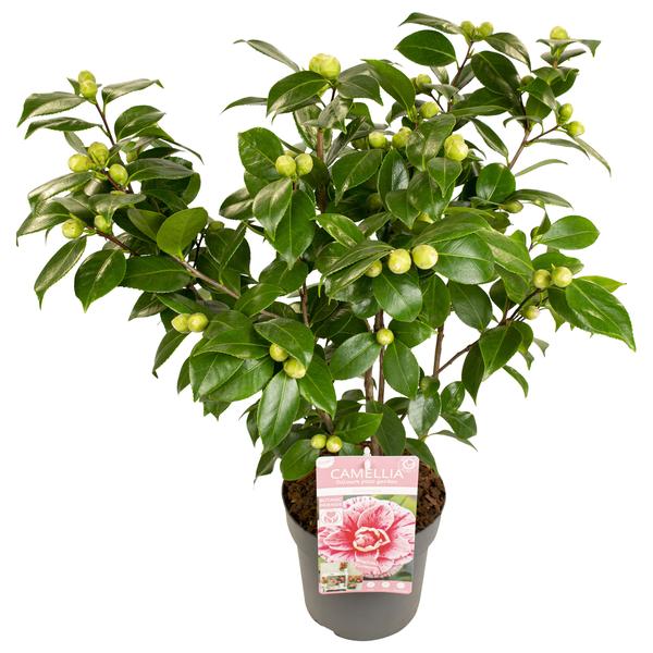 Camellia japonica Bonomiana – Ø19 – ↨65cm
