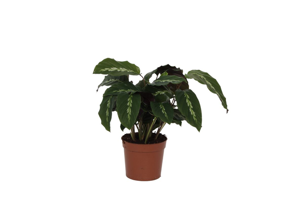Calathea Maui Queen – 35 cm – Ø12cm