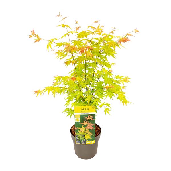 Acer palmatum Orange Dream – Ø19cm – ↕50cm