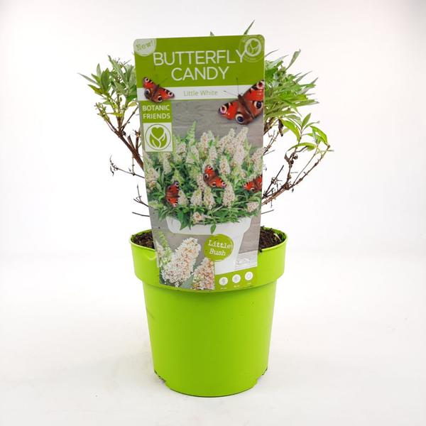Buddleja dav. ‚Butterfly Candy Little White‘ – Ø19cm – ↕25cm