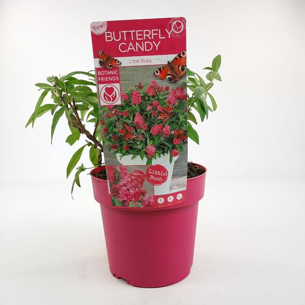 Buddleja dav. ‚Butterfly Candy Little Ruby‘ – Ø19cm – ↕25cm