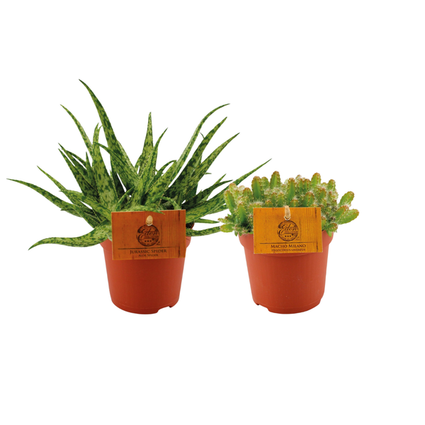 Aloe Spider/Hylocereus Undatus Duo – 2 Stücke – Ø10,5cm – ↕15cm