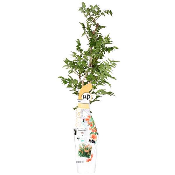 Campsis Indian Summer – Trompetenblume Orange – Ø15cm – ↕65cm – Ø15 – ↨65cm