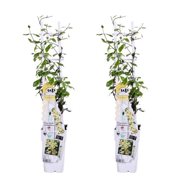 2x – Trachelospermum ‚Star of Toscana‘ – ↨65cm – Ø15