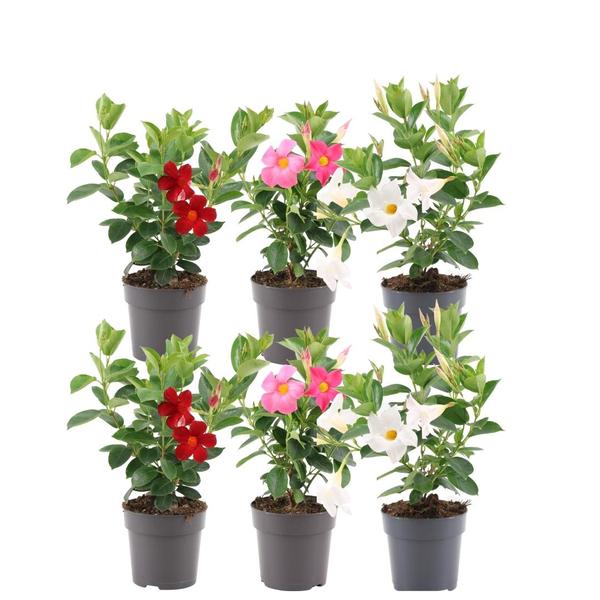Dipladenia Mix – 2 x Mandevilla pink – 2 x Mandevilla white – 2 x Mandevilla red Ø12 cm – ↕25 cm