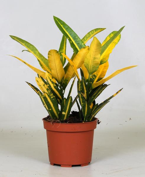 Croton Sunny Star – Ø12cm – ↕30cm