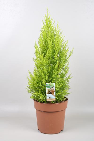 Cupressus Goldcrest Wilma – Ø21cm – ↕70cm