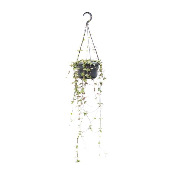 Ceropegia Linearis Remy – Ø14cm – ↕38cm