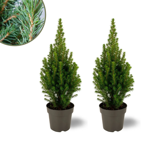 2x Picea glauca Perfecta (Weiße Fichte) – 15 cm Ø – 40 cm ↨