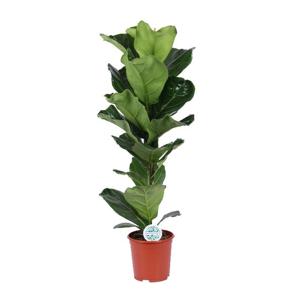 Ficus Lyrata – Ø21cm – ↕90cm