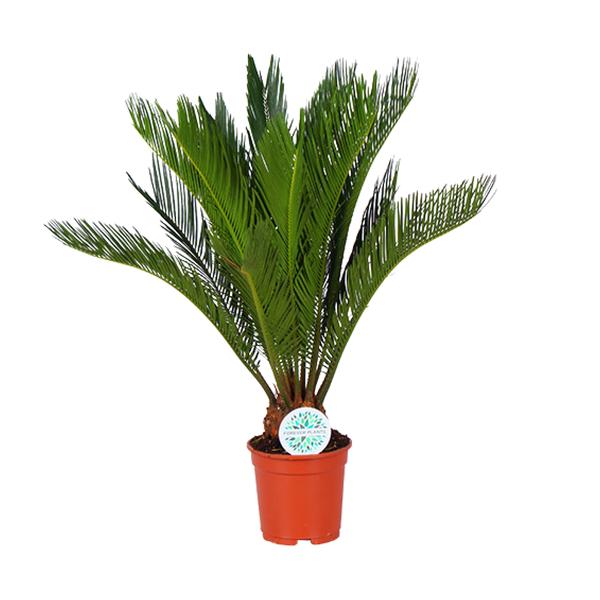 Cycas Revoluta – Ø17cm – ↕70cm