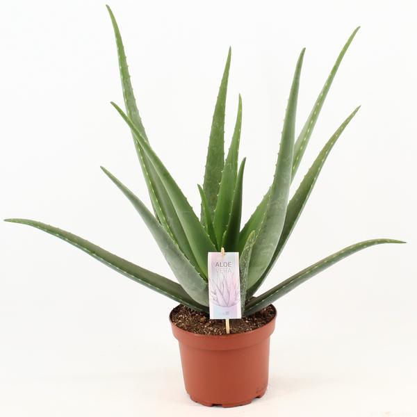 Aloe Vera – Ø19cm – ↕70cm