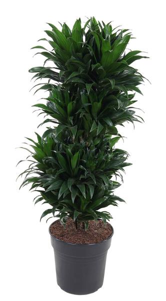 Dracaena Compacta verzweigt P27 – Ø27cm – ↕100cm