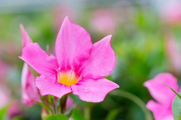 Dipladenia Sundaville Zuil PINK P27 – Ø27cm – ↕150cm