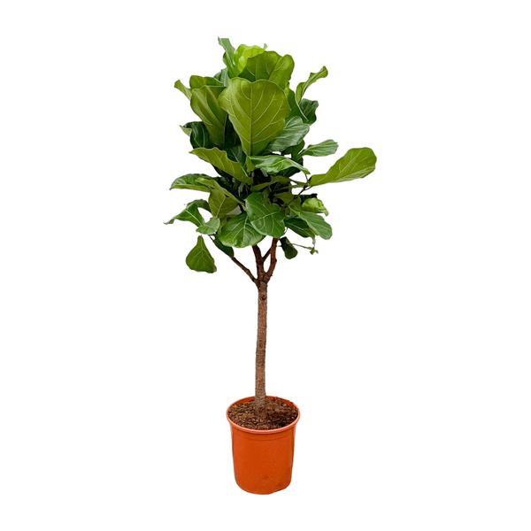 Ficus Lyrata boom – 170cm – ⌀30