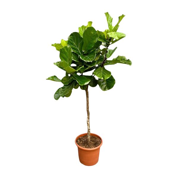 Ficus Lyrata boom XXL – 200 cm – ø40