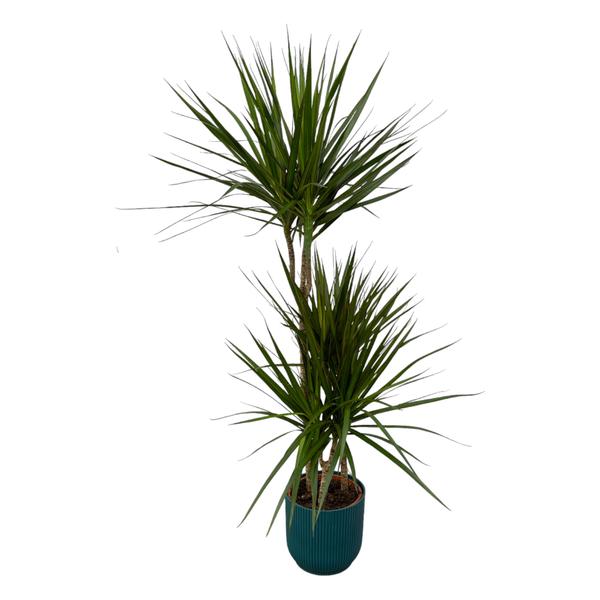 Dracaena Marginata – ↨120cm – Ø21cm inklusive elho Vibes Fold Round blau D22xH20