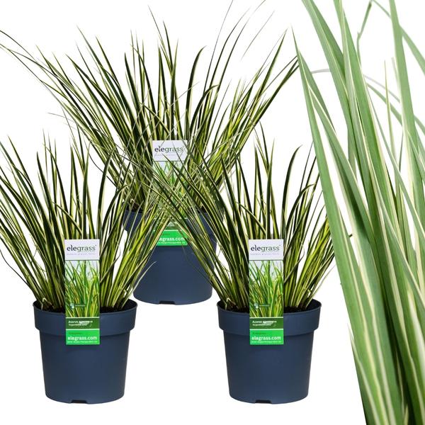 3 x Acorus gramineus ‚Argenteostriatus‘ – Ø 14 cm – ↨ 30 cm