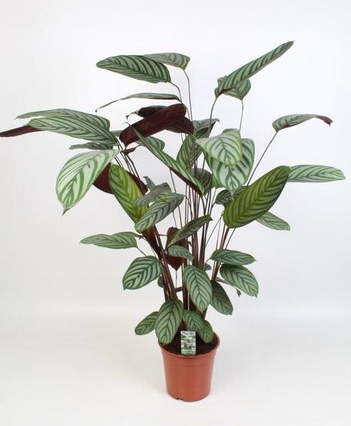 Ctenanthe Oppenheimiana – Ø21cm – ↕100cm