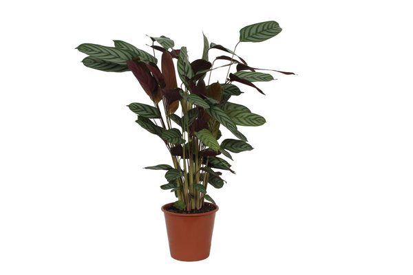 Calathea Compactstar – 90 cm – Ø21cm
